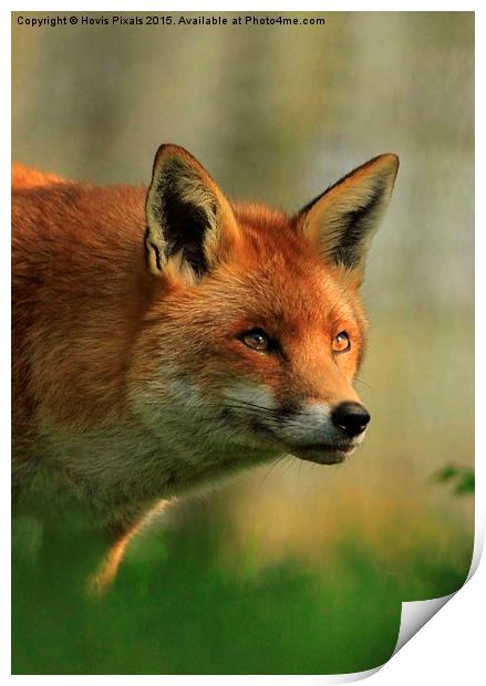  Red Fox Print by Dave Burden