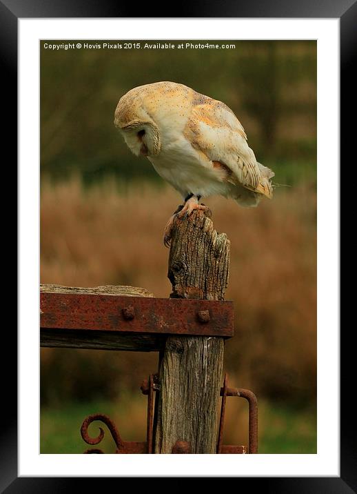  Barn Owl (  Tyto alba ) Framed Mounted Print by Dave Burden