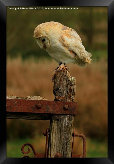  Barn Owl (  Tyto alba ) Framed Print by Dave Burden