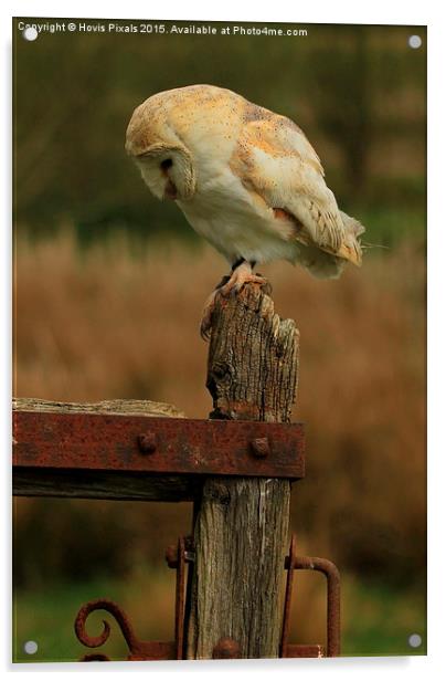 Barn Owl (  Tyto alba ) Acrylic by Dave Burden