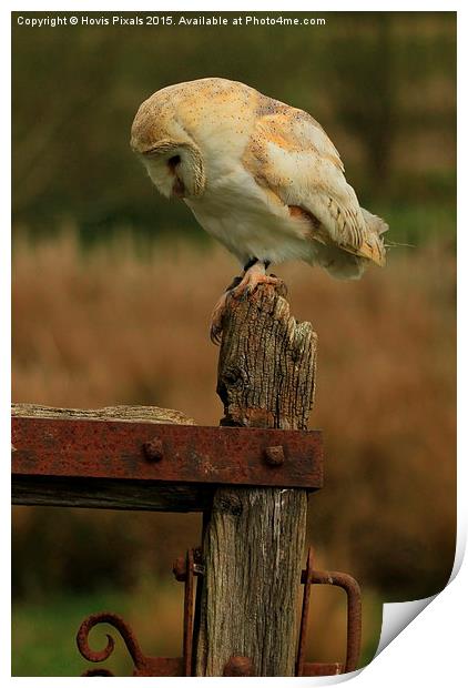  Barn Owl (  Tyto alba ) Print by Dave Burden