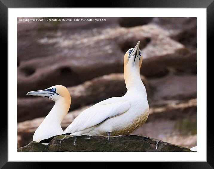 Pair of Gannets Framed Mounted Print by Pearl Bucknall