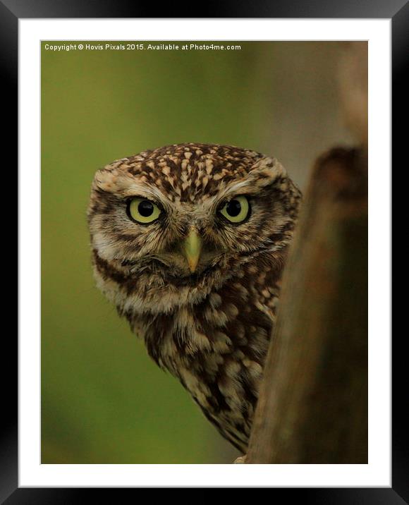  Little Owl Framed Mounted Print by Dave Burden