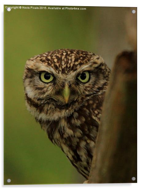  Little Owl Acrylic by Dave Burden
