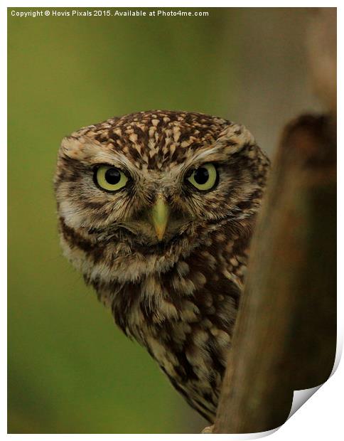  Little Owl Print by Dave Burden