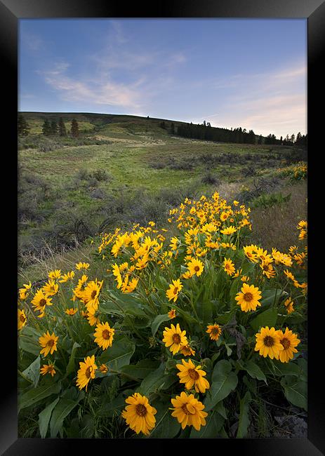 Balsamroot Sunset Framed Print by Mike Dawson