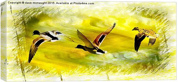Three Ducks Canvas Print by dave mcnaught