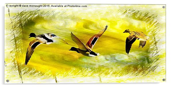 Three Ducks Acrylic by dave mcnaught