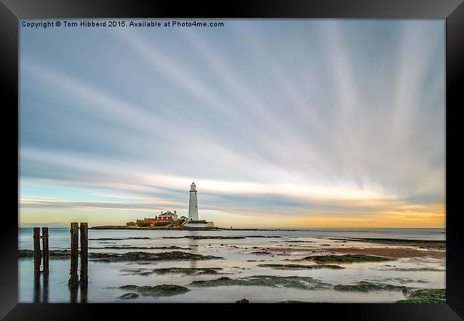  Rays from St Mary's Lighthouse Framed Print by Tom Hibberd