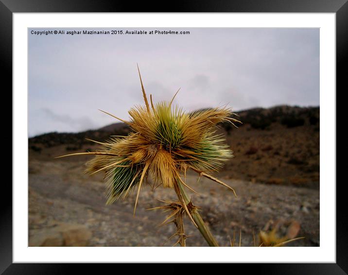 Thistle on the mountain, Framed Mounted Print by Ali asghar Mazinanian
