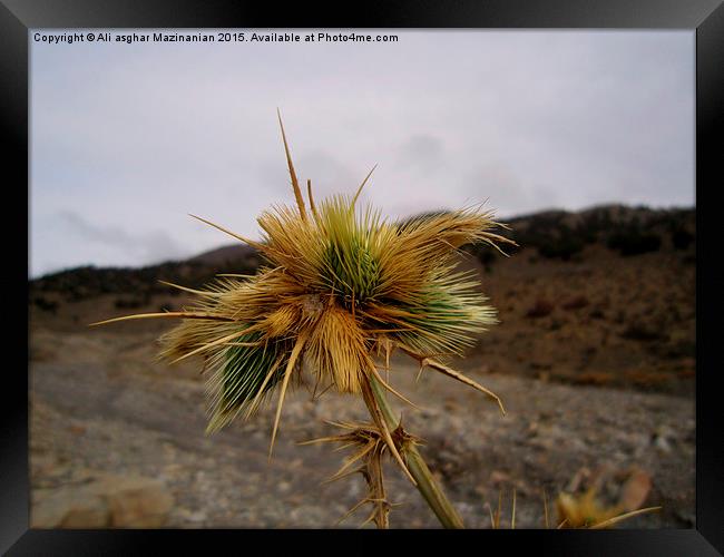  Thistle on the mountain, Framed Print by Ali asghar Mazinanian