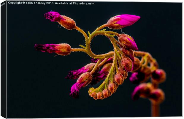  Cape Sundew Flower Buds Canvas Print by colin chalkley