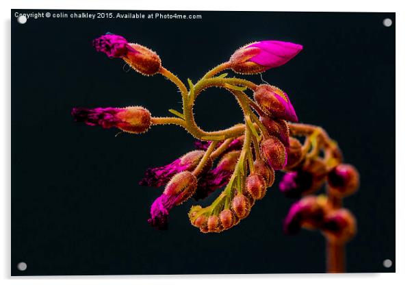 Cape Sundew Flower Buds Acrylic by colin chalkley