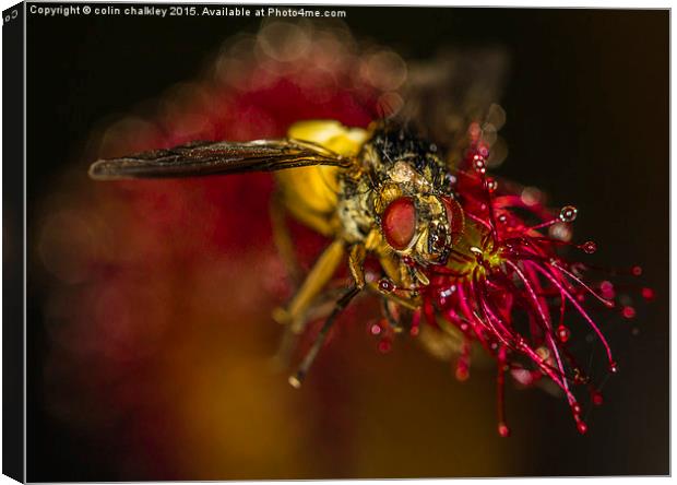   Fly captured by a Cape Sundew Plant Canvas Print by colin chalkley