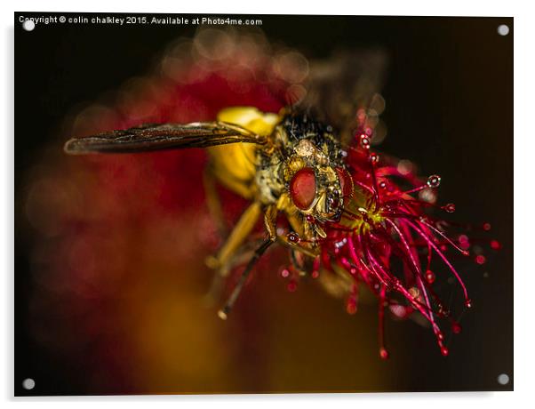   Fly captured by a Cape Sundew Plant Acrylic by colin chalkley