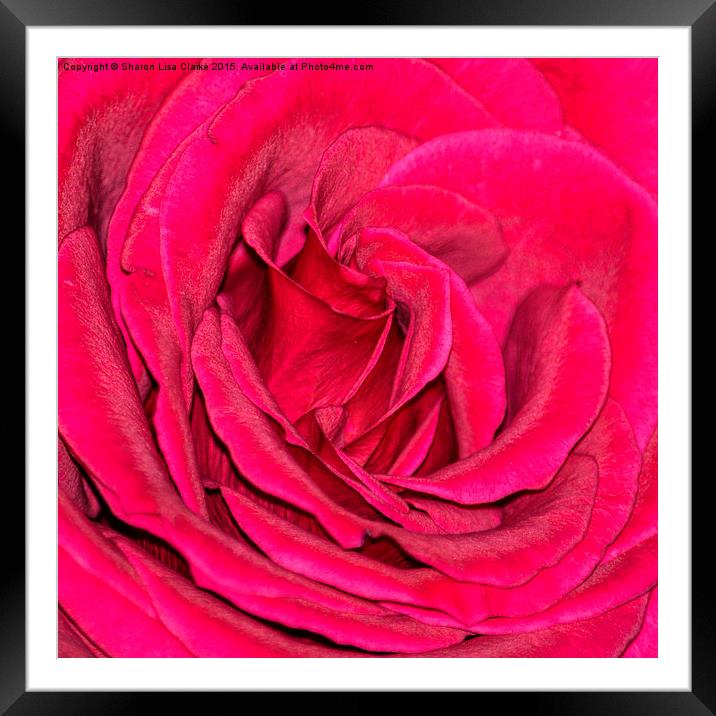  Crimson rose Framed Mounted Print by Sharon Lisa Clarke