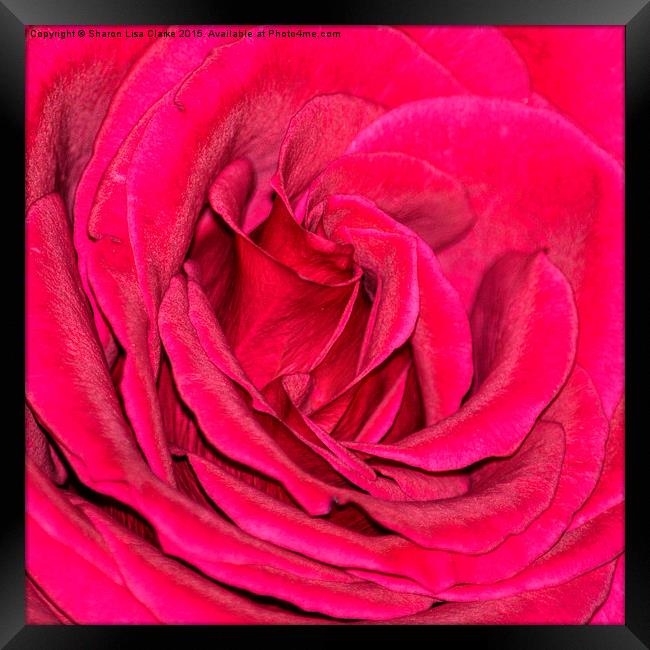  Crimson rose Framed Print by Sharon Lisa Clarke