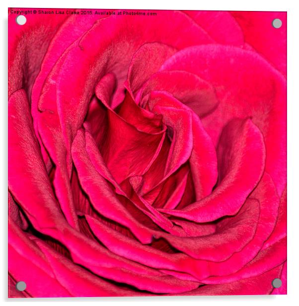  Crimson rose Acrylic by Sharon Lisa Clarke