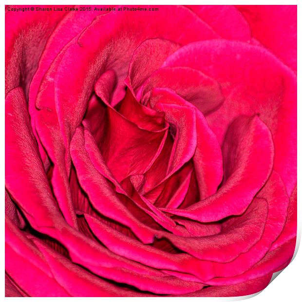  Crimson rose Print by Sharon Lisa Clarke