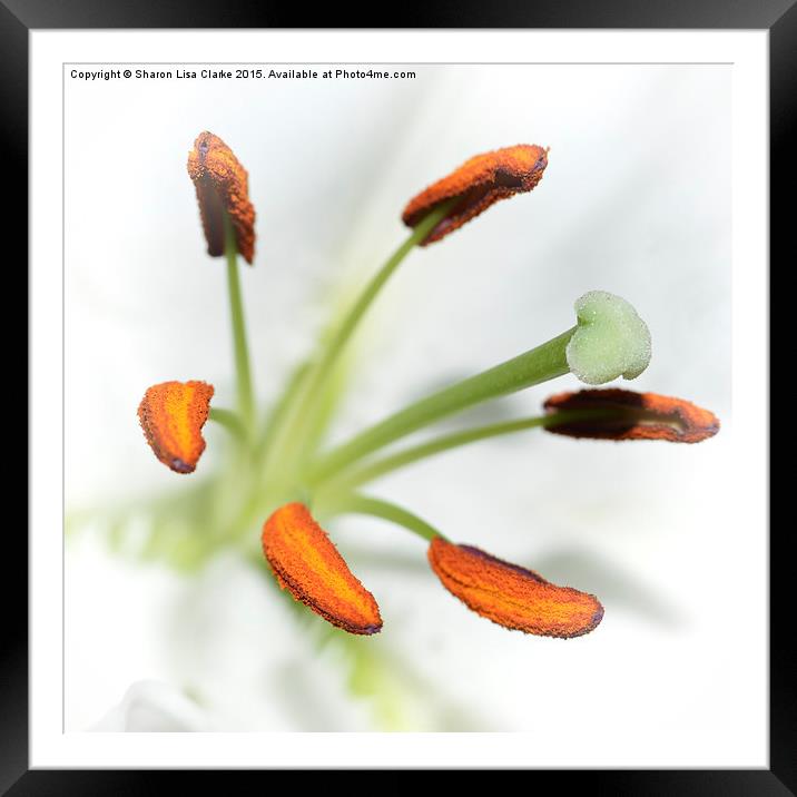  Lily Stamen Framed Mounted Print by Sharon Lisa Clarke