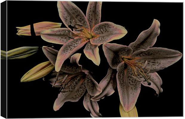 Faded Stargazer Lilies  Canvas Print by Sue Bottomley