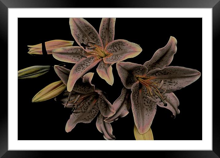 Faded Stargazer Lilies  Framed Mounted Print by Sue Bottomley