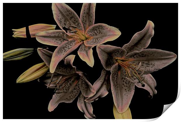 Faded Stargazer Lilies  Print by Sue Bottomley