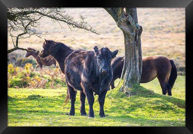 Cow dartmoor Framed Print by Sebastien Coell