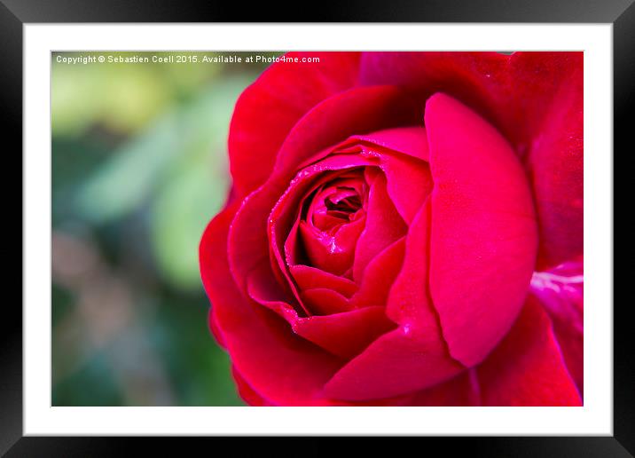 Red Rose Framed Mounted Print by Sebastien Coell