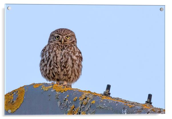   Little Owl Acrylic by Ian Hufton
