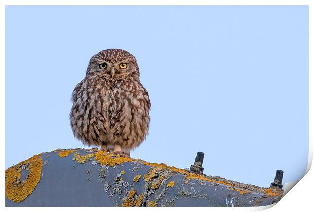   Little Owl Print by Ian Hufton