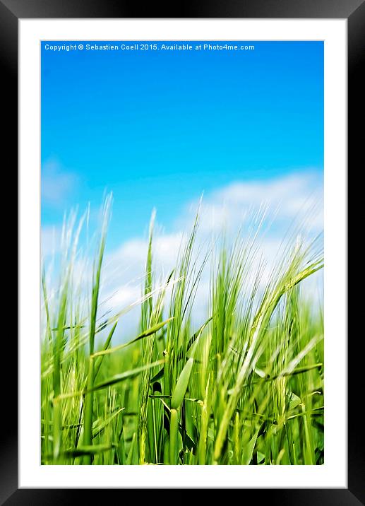 Grass copyspace Framed Mounted Print by Sebastien Coell