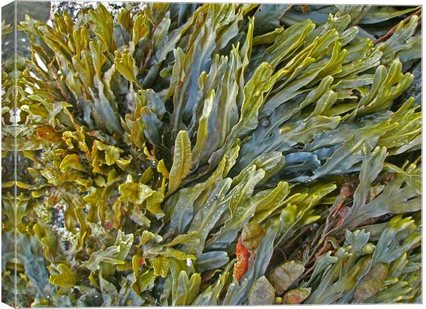 Kelp on a Rock Canvas Print by Mark Sellers