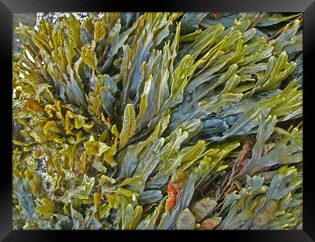 Kelp on a Rock Framed Print by Mark Sellers