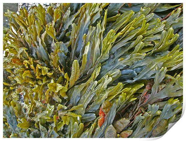 Kelp on a Rock Print by Mark Sellers