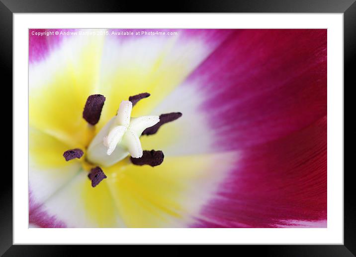 Macro of a Tulip Framed Mounted Print by Andrew Bartlett