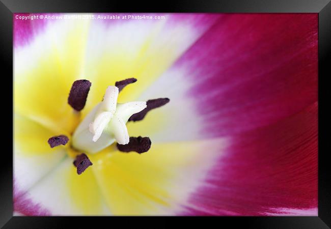 Macro of a Tulip Framed Print by Andrew Bartlett