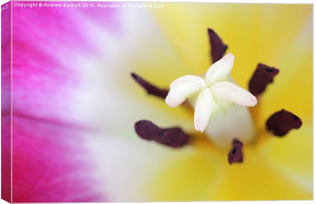  Macro of a Tulip. Canvas Print by Andrew Bartlett