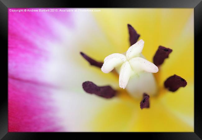  Macro of a Tulip. Framed Print by Andrew Bartlett