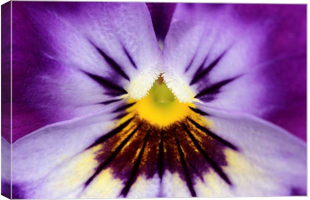  Macro of a Pansy Canvas Print by Andrew Bartlett