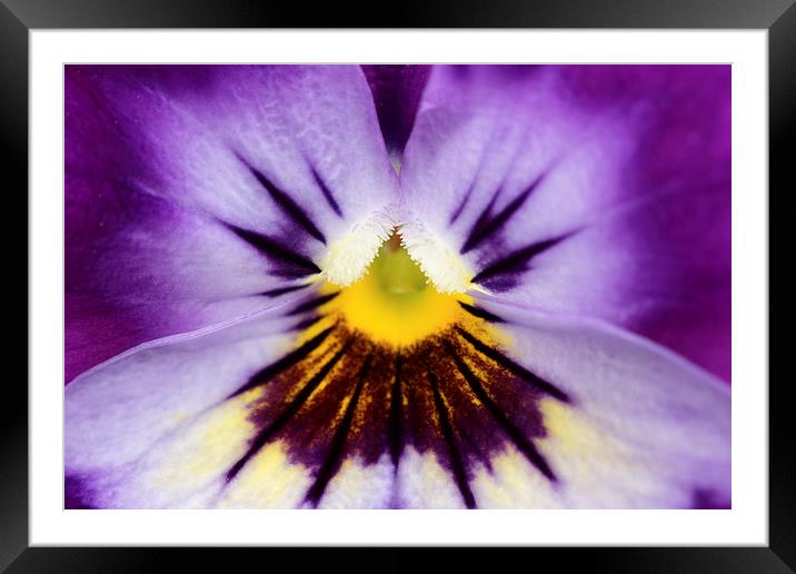  Macro of a Pansy Framed Mounted Print by Andrew Bartlett