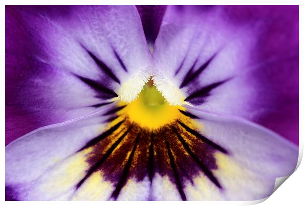 Macro of a Pansy Print by Andrew Bartlett