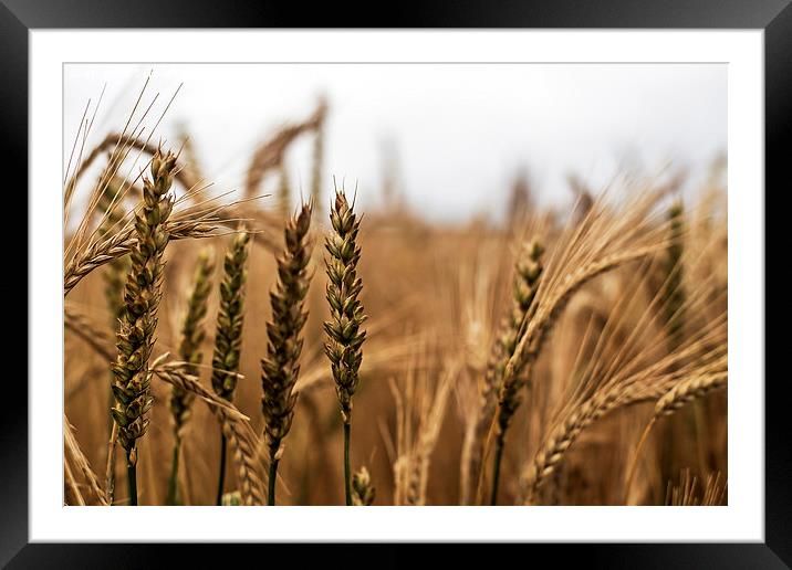 Wheat Framed Mounted Print by Sebastien Coell