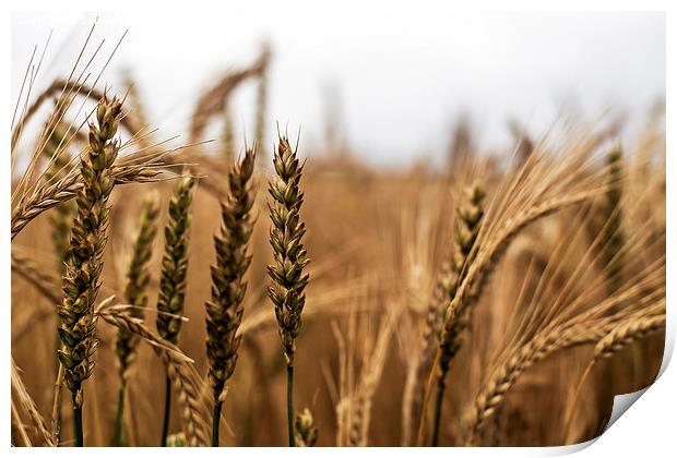 Wheat Print by Sebastien Coell