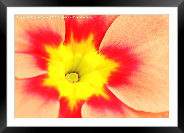 Macro of a Polyanthus.  Framed Mounted Print by Andrew Bartlett