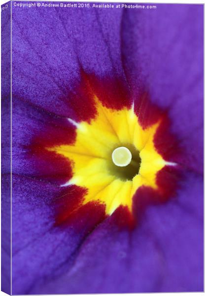  Macro of a Polyanthus Canvas Print by Andrew Bartlett