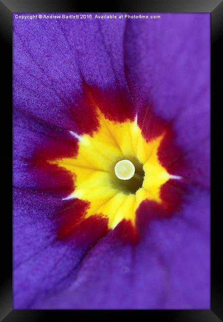  Macro of a Polyanthus Framed Print by Andrew Bartlett