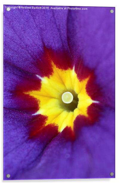  Macro of a Polyanthus Acrylic by Andrew Bartlett