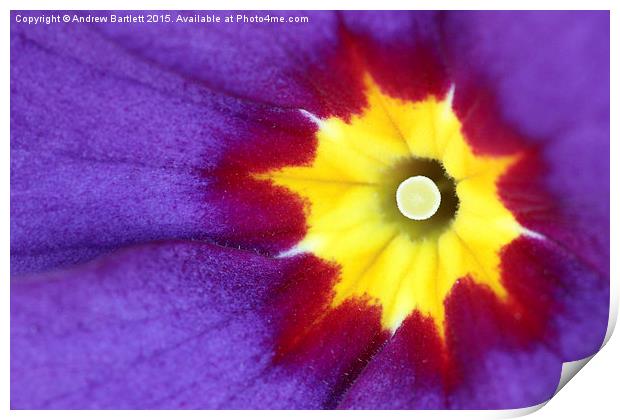  Macro of a Polyanthus. Print by Andrew Bartlett