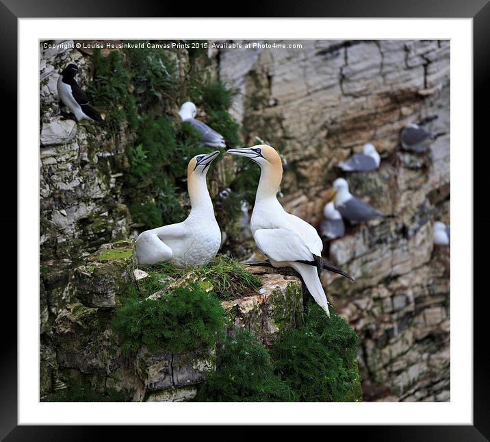 Northern Gannet, Morus bassanus Framed Mounted Print by Louise Heusinkveld